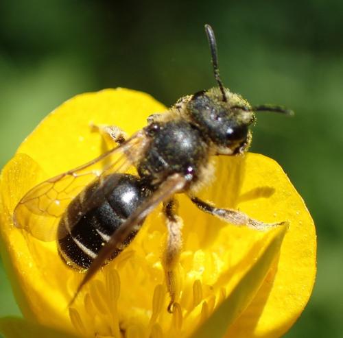 Halictus (simplex-compressus-langobardicus)